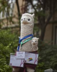 Alphaka und Versand grasen vorm Willersbau